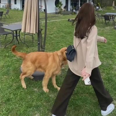 盛开的樱花林下
